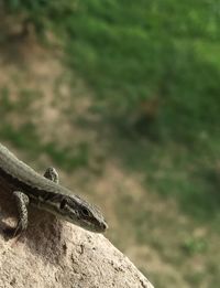 Close-up of lizard crawling on rock