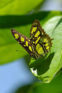 Close-up of butterfly on leaf