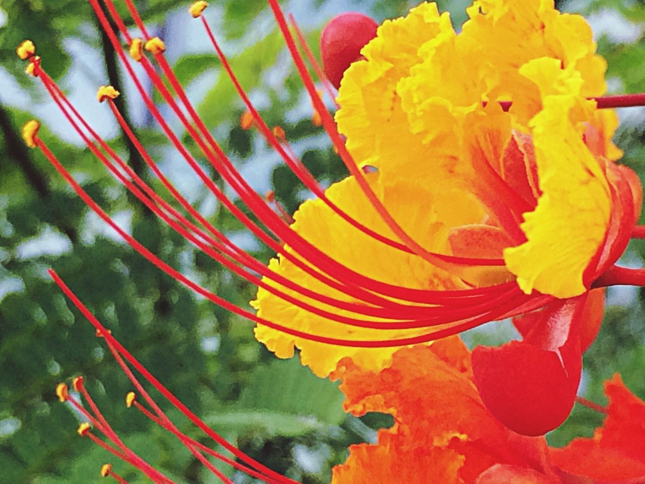 flower, petal, fragility, freshness, flower head, growth, beauty in nature, blooming, focus on foreground, close-up, plant, nature, in bloom, red, park - man made space, yellow, stem, orange color, day, pollen