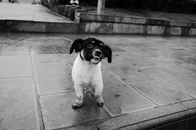 Portrait of dog sitting outdoors