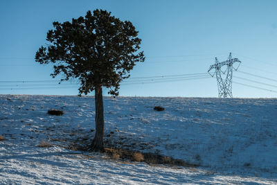 Tree and lamppost on snowy mountain