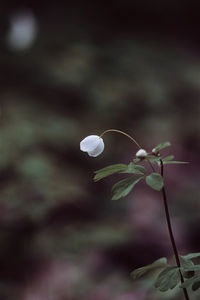 Close-up of white flowering plant