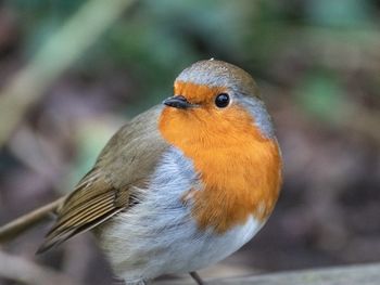 Close-up of a bird