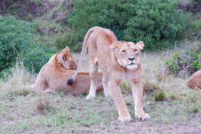 Lioness stretches after a nap in the maasai mara, kenya