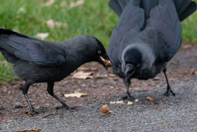 Close-up of bird