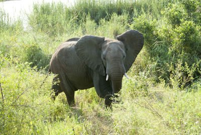Elephant on field