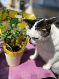 Close-up of cat sitting on table