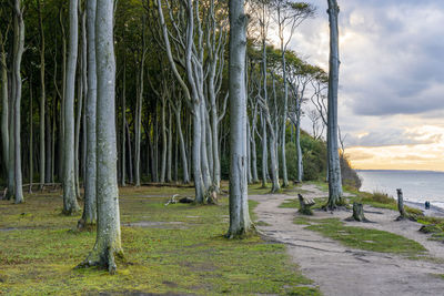 Scenic view of trees in forest against sky