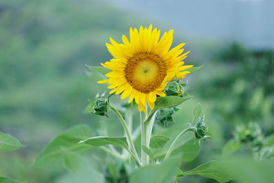 Close-up of yellow sunflower