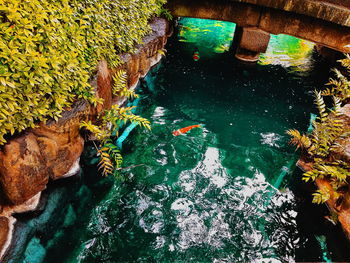 High angle view of plants by sea