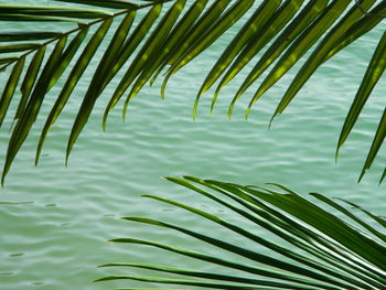 Close-up of palm leaves