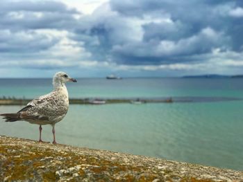 Seagull perching on a beach