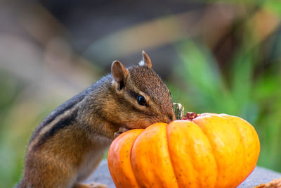 Close-up of squirrel