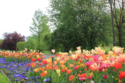 Flowers blooming in park