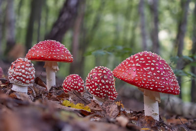 Close-up of fly agaric mushroom on field