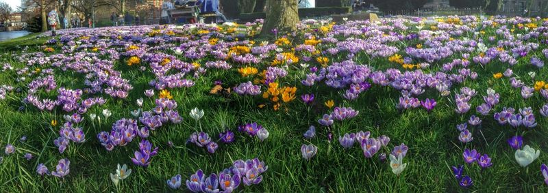 Purple flowers growing in field