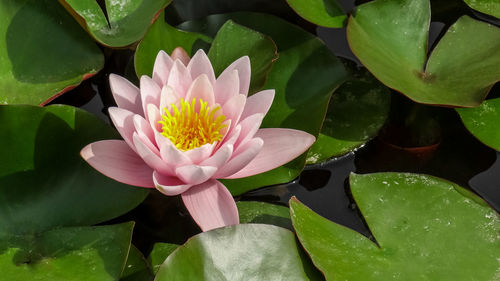 Close-up of lotus water lily in pond