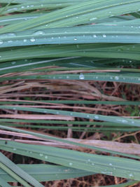 Full frame shot of water drops on grass