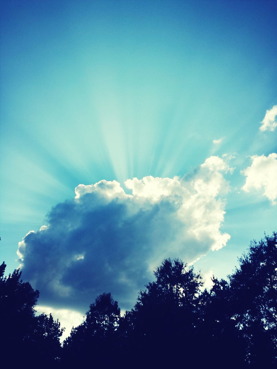 tree, low angle view, silhouette, sky, blue, tranquility, beauty in nature, scenics, tranquil scene, nature, cloud - sky, growth, treetop, cloud, idyllic, high section, outdoors, no people, day, copy space