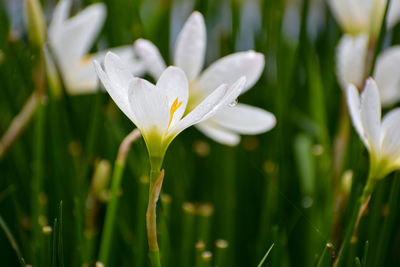 Close-up of white autumn zephyr lily flower on field