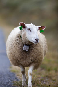 Sheep walking on field