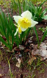 Close-up of yellow crocus on field