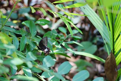 High angle view of butterfly on leaf