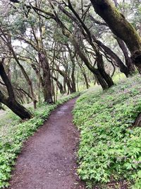 Footpath amidst trees in forest