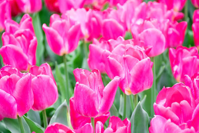 Close-up of pink tulips