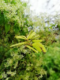 Close-up of caterpillar on tree