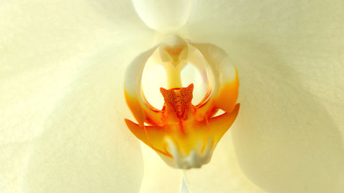 Close-up of white tulip