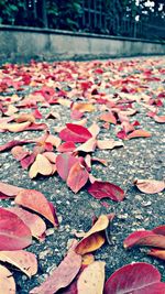 Close-up of autumn leaves fallen on ground