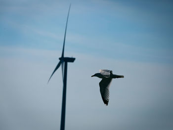 Low angle view of bird flying in sky