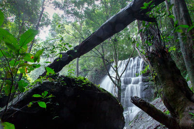 Scenic view of waterfall in forest