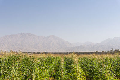 Scenic view of field against clear sky