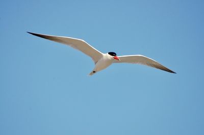 Low angle view of seagull flying