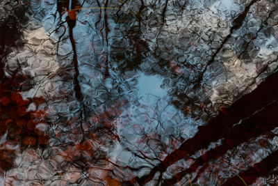 Reflection of trees in water