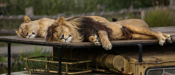 Lion relaxing outdoors