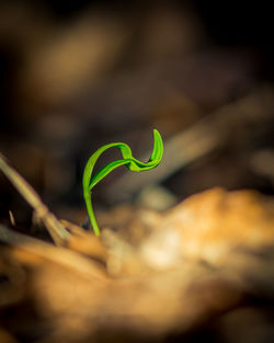 Close-up of green plant