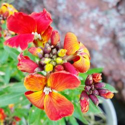 Close-up of flowers against blurred background