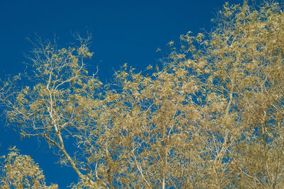 Low angle view of plants against blue sky