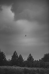 Low angle view of birds flying in sky