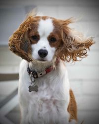 Portrait of cavalier king charles spaniel on floorboard