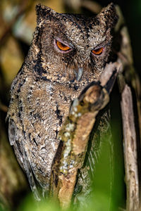 Close-up of lizard on tree trunk