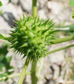 Close-up of a plant