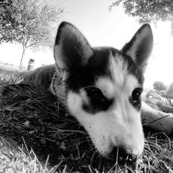 Close-up of a dog