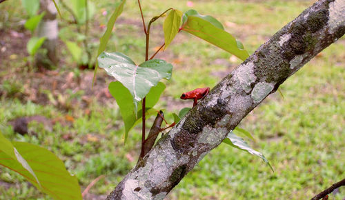 Close-up of butterfly on plant