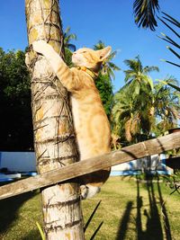 Low angle view of cat by tree against sky