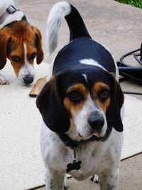 Close-up portrait of a dog