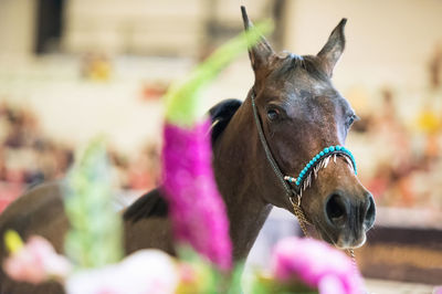 Close-up of horse